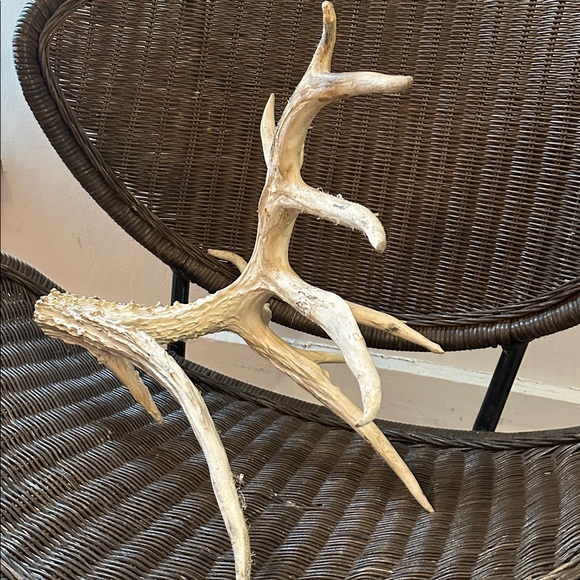 Vintage 10 Point Deer Antler From Montana - Picture 2 of 6